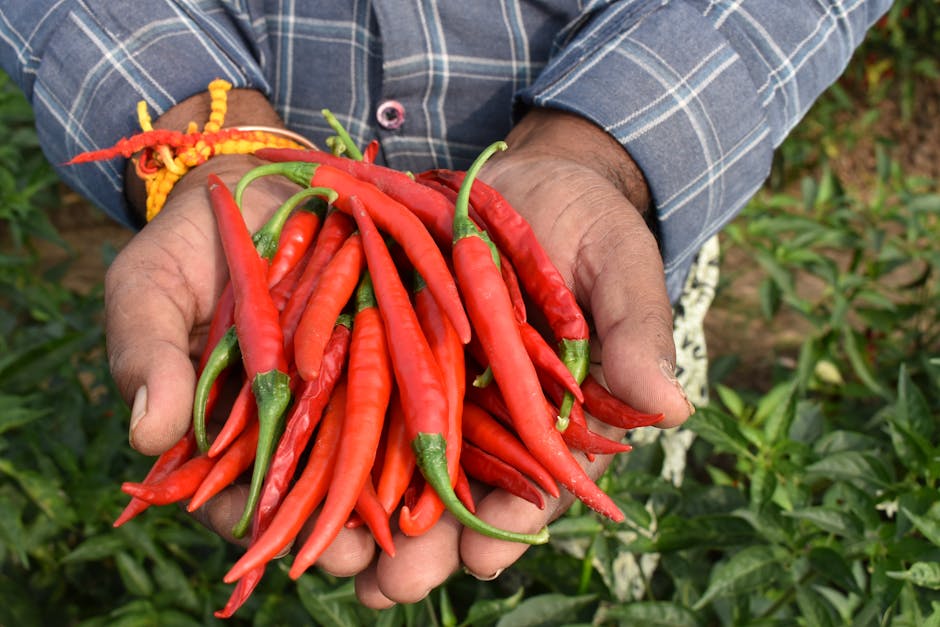 A handful of fresh organic red chillies picked from a farm, showcasing farming and healthy eating.